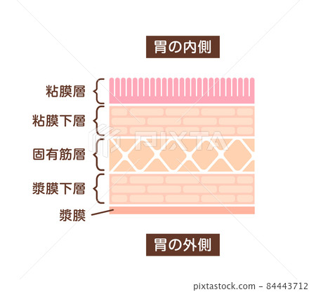 Cross section illustration of stomach wall / healthy stomach wall Cross section illustration of stomach wall / healthy stomach wall 84443712