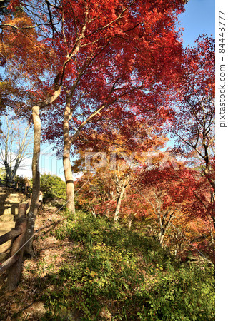 Kasagi-dera Maple Park Autumn Leaves [Kasagi-cho, Soraku-gun, Kyoto Prefecture] 84443777