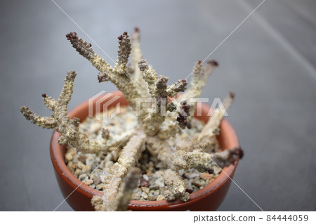 多肉植物 Dodosonianus Pseudolithos 84444059