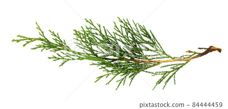 Green thuja twig isolated Green thuja twig isolated 84444459