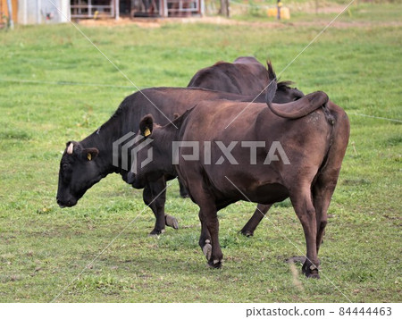 Ranch scenery, Japanese beef Ranch scenery, Japanese beef 84444463