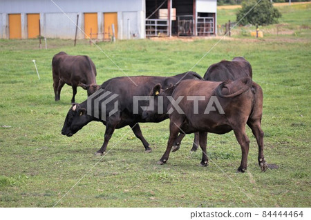 Ranch scenery, Japanese beef Ranch scenery, Japanese beef 84444464