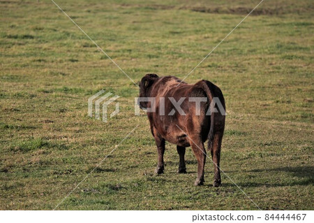 牧場風光，日本牛肉 84444467