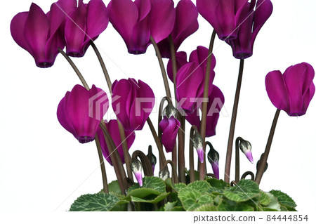 Bright reddish purple cyclamen (fix shooting) Bright reddish purple cyclamen (fix shooting) 84444854