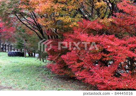 在Omogo Furusato車站公園（愛媛縣熊高原町）觀賞紅葉 84445016
