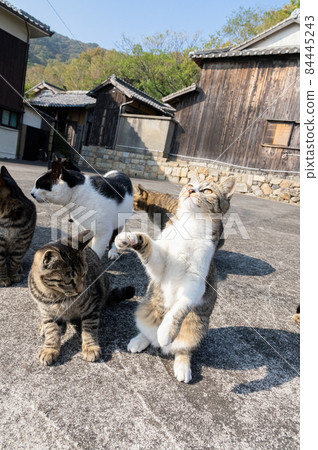 Many cats Sanagi Island 84445243