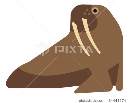 Arctic walrus icon. Marine animal with big teeth 84445374