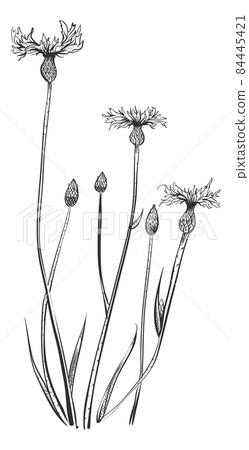 Knapweed flower. Bluets plant. Hand drawn centaury Knapweed flower. Bluets plant. Hand drawn centaury 84445421