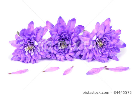 Purple chrysanthemum flower (Chrysanthemum indicum) isolated on white background. Purple chrysanthemum flower (Chrysanthemum indicum) isolated on white background. 84445575