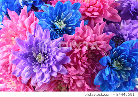 Bouquet of pink, blue and purple chrysanthemum flower. 84445591
