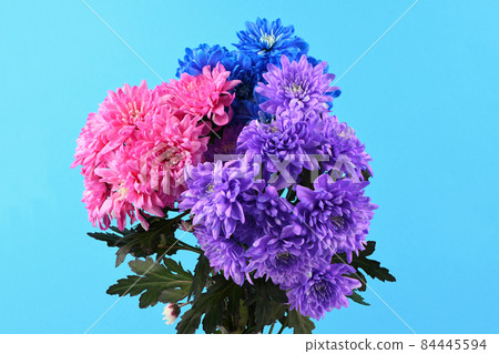 Bouquet of pink, blue and purple chrysanthemum flower isolated on blue background. 84445594