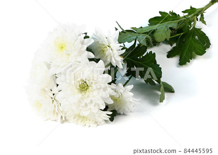 Single stem with many white flowers of the chrysanthemum  (Chrysanthemum indicum) isolated on white background. 84445595