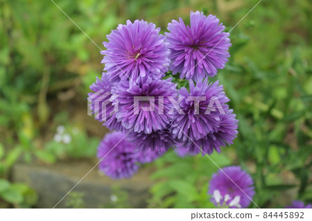 秋天的花朵 秋天的花朵 84445892