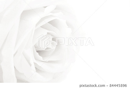 Beautiful white rose close-up with empty space for design as floral wedding background. Soft focus. For love or wedding concept. In Sepia toned. Retro style Beautiful white rose close-up with empty space for design as floral wedding background. Soft focus. For love or wedding concept. In Sepia toned. Retro style 84445896