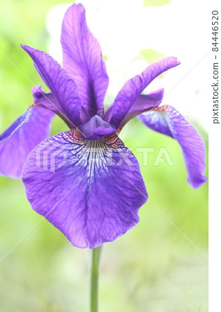 鳶尾花紫色是美麗的日式花外觀自然背景特寫 84446520