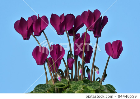 Bright reddish purple cyclamen (fix shooting) Bright reddish purple cyclamen (fix shooting) 84446559