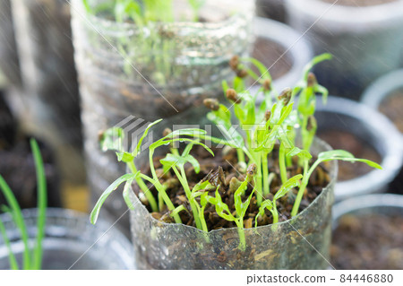 Closeup young sprout water spinach in recycle plastic botte with water splash, healty food concept, selectiv focus Closeup young sprout water spinach in recycle plastic botte with water splash, healty food concept, selectiv focus 84446880
