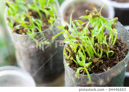 Closeup young sprout water spinach in recycle plastic botte with water splash, healty food concept, selectiv focus Closeup young sprout water spinach in recycle plastic botte with water splash, healty food concept, selectiv focus 84446883