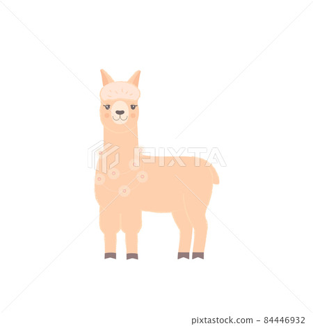 A cute llama with a garland of lights around her neck. 84446932