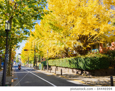 Tokyo Seijo Autumn Icho Namiki 84446994