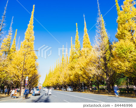 Autumn Jingu Gaien, a row of Icho trees 84446996