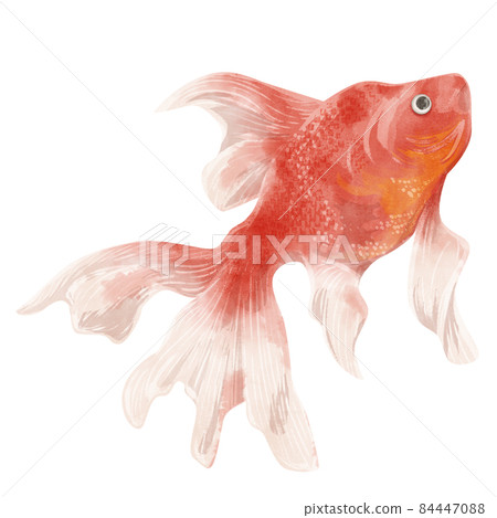 Hand drawn watercolor style illustration of goldfish 84447088