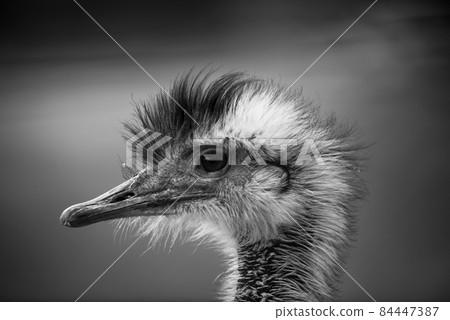 Ostrich head close up, autumn weather park outdoors Ostrich head close up, autumn weather park outdoors 84447387