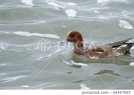 Arao City Oshima Fishing Port Wigeon, 84447665