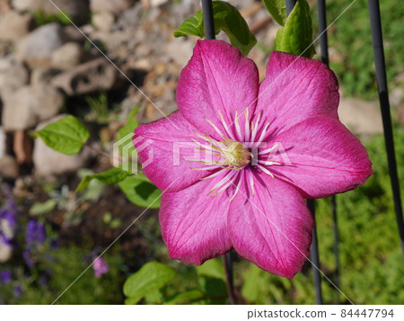 Pink clematis 84447794
