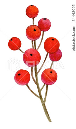Watercolor illustration of holly Watercolor illustration of holly 84448095