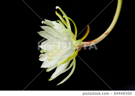 Juso Night Beauty Flower 07 Juso Night Beauty Flower 07 84448500