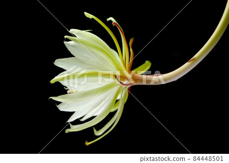 Juso Night Beauty Flower 08 Juso Night Beauty Flower 08 84448501