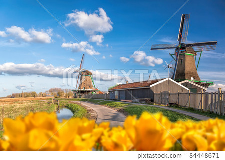 Traditional Dutch windmills with tulips against blue sky in Zaanse Schans, Amsterdam area, Holland 84448671