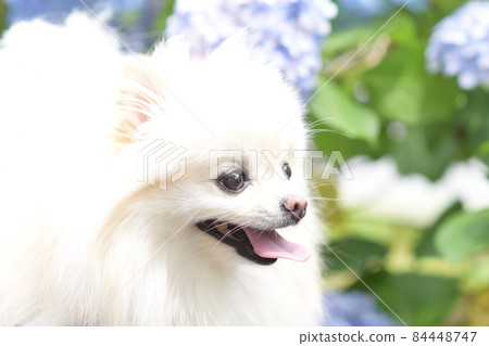Cute white pomeranian and flowers 84448747