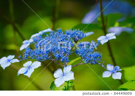 繡球 繡球 84449009