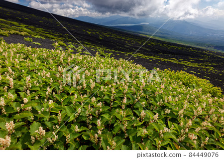 Ontade鮮花和山中湖在富士山和沙灘上奔跑的景色 Ontade鮮花和山中湖在富士山和沙灘上奔跑的景色 84449076
