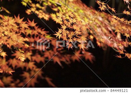 Illuminated autumnal trees at night Illuminated autumnal trees at night 84449121