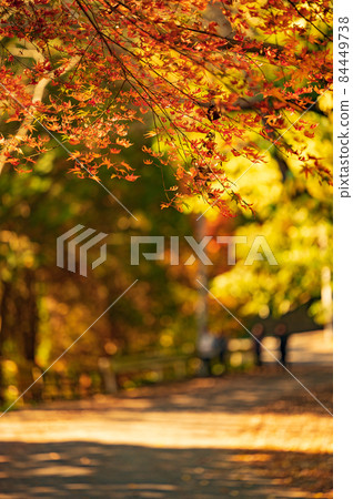 在紅葉溪谷狩獵紅葉的人們[福岡縣北九州市] 84449738