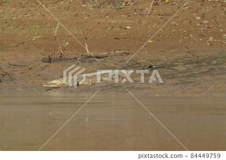 生活在馬來西亞婆羅洲河流中的兇猛鹹水鱷魚 84449759