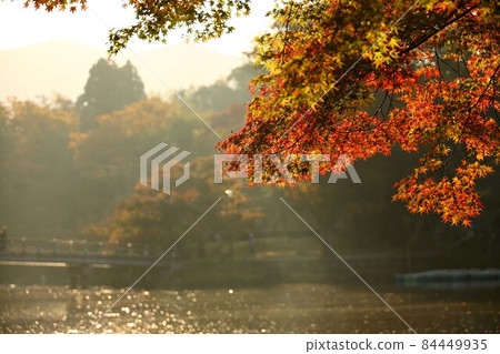 奈良公園清晨秋葉攝影 奈良公園清晨秋葉攝影 84449935