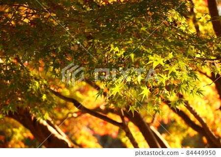 奈良公園逆光之美 84449950