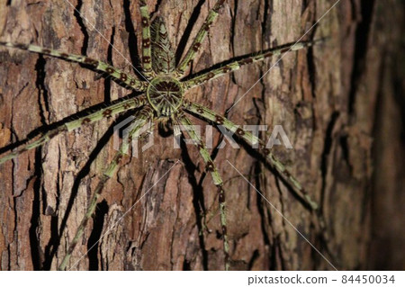 Spiders inhabiting Borneo, Malaysia [insects] 84450034
