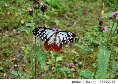 Chestnut tiger of Shikadayama foot pass 84450045