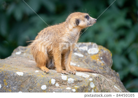 Detailed view of cute meerkat 84450105