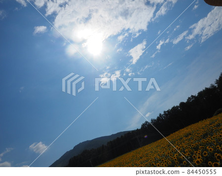夏天的向日葵 84450555