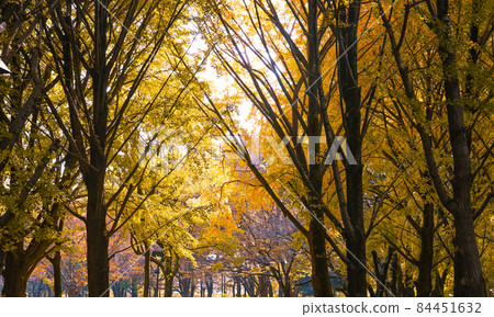 Ginkgo grove dyed yellow, Roka Koshunen-Roka Park (Setagaya-ku, Tokyo) Ginkgo grove dyed yellow, Roka Koshunen-Roka Park (Setagaya-ku, Tokyo) 84451632