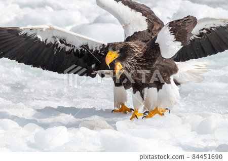 知床冬天 84451690