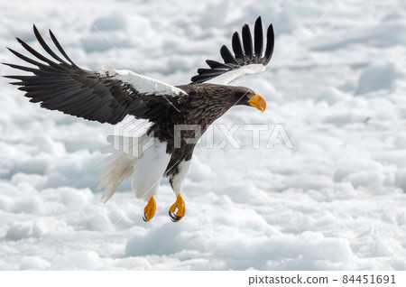 知床冬天 84451691