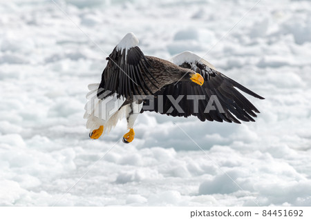 知床冬天 84451692