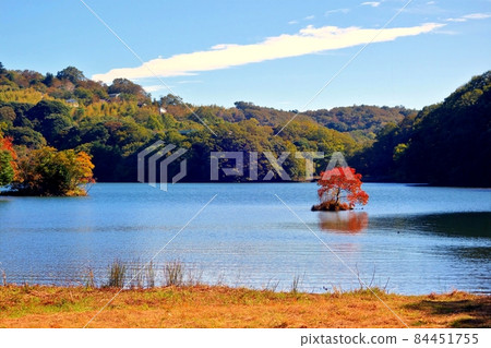 一碧湖伊豆之瞳十月末 藍瞳錦州 一碧湖伊豆之瞳十月末 藍瞳錦州 84451755